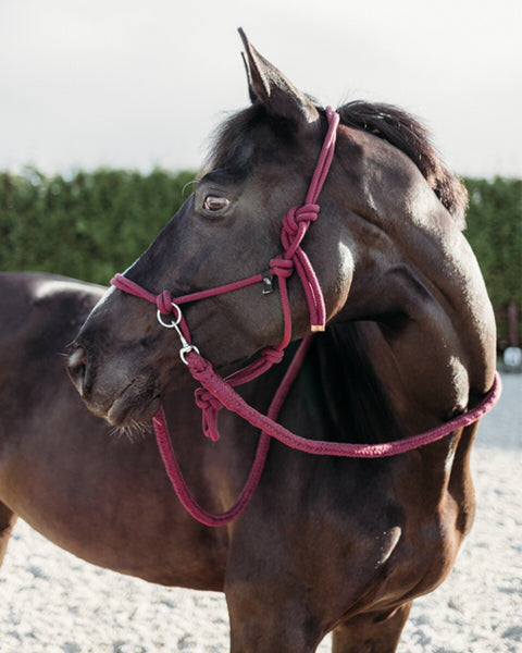 QHP Rope Halter with Reins