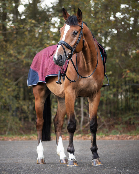 Everyday Equestrian - QHP Horse Exercise Sheet