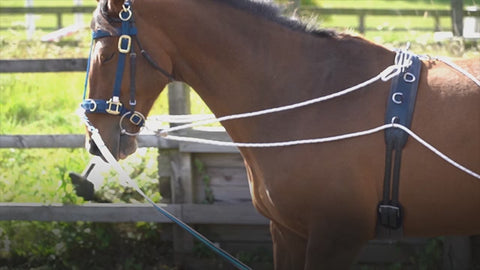 Zilco Lunge Training System