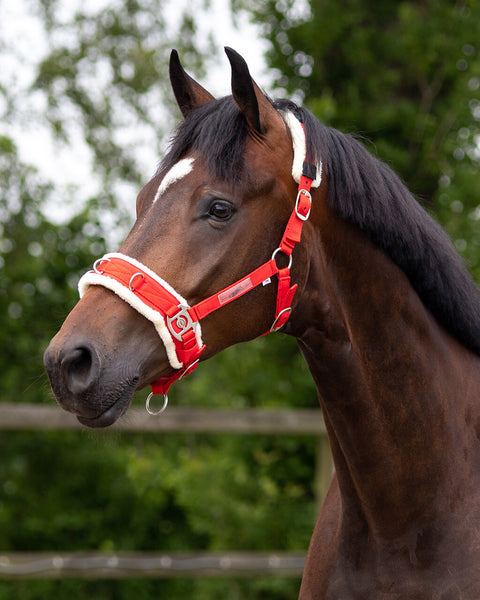 QHP Lunge Cavesson - EveryDay Equestrian