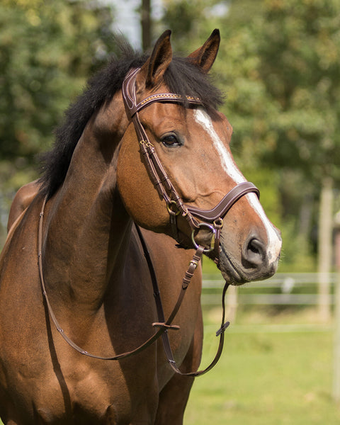 QHP Devi Bridle - EveryDay Equestrian