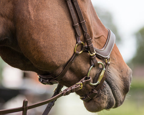 QHP Devi Bridle - EveryDay Equestrian