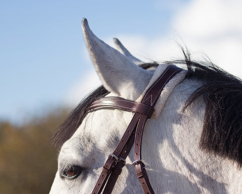 QHP Ontario Bridle - EveryDay Equestrian