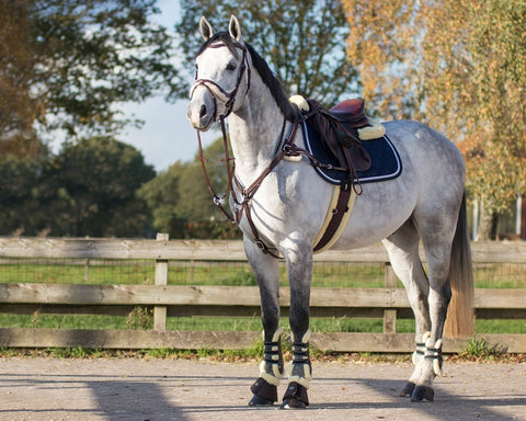 QHP Ontario Fetlock Boots - EveryDay Equestrian