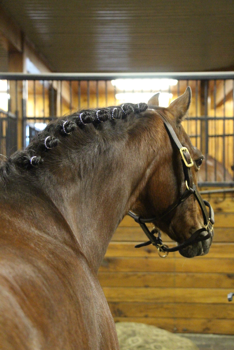 Spiced Rhinestone Horse Braid/Plaiting Bands