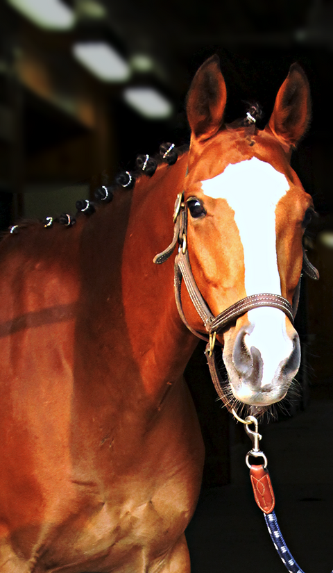 Spiced Rhinestone Horse Braid/Plaiting Bands