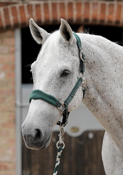 Premier Equine Fleece Padded Halter - EveryDay Equestrian