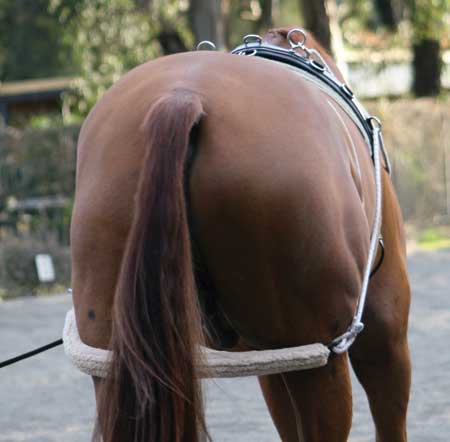 Zilco Lunge Training System - EveryDay Equestrian