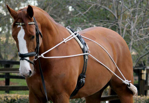 Zilco Lunge Training System - EveryDay Equestrian