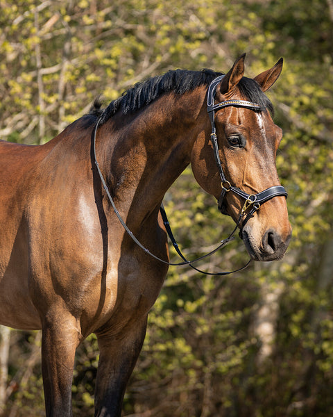 QHP Anatomical Bitless Bridle