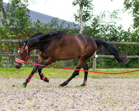 QHP Lunge Cavesson - EveryDay Equestrian