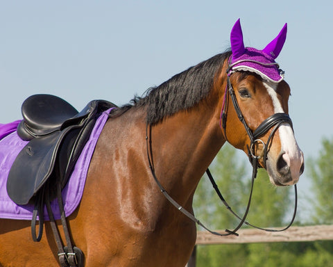 QHP Colour Ear Bonnet - EveryDay Equestrian
