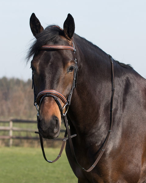 QHP Freya Bridle - EveryDay Equestrian