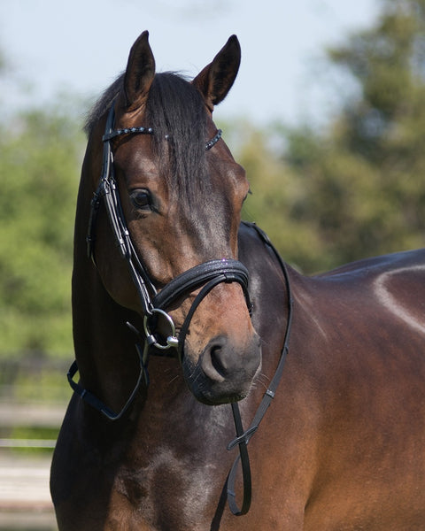 QHP Shimmer Bridle - EveryDay Equestrian