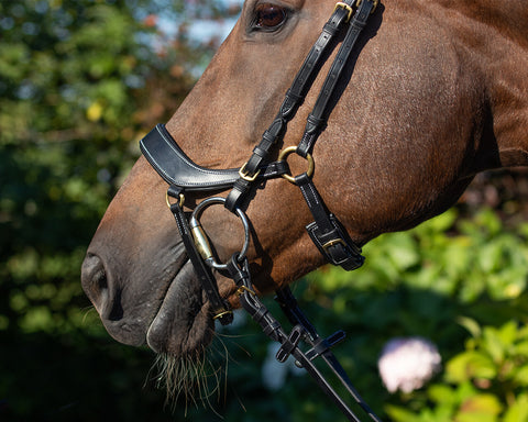 QHP Devi Bridle - EveryDay Equestrian