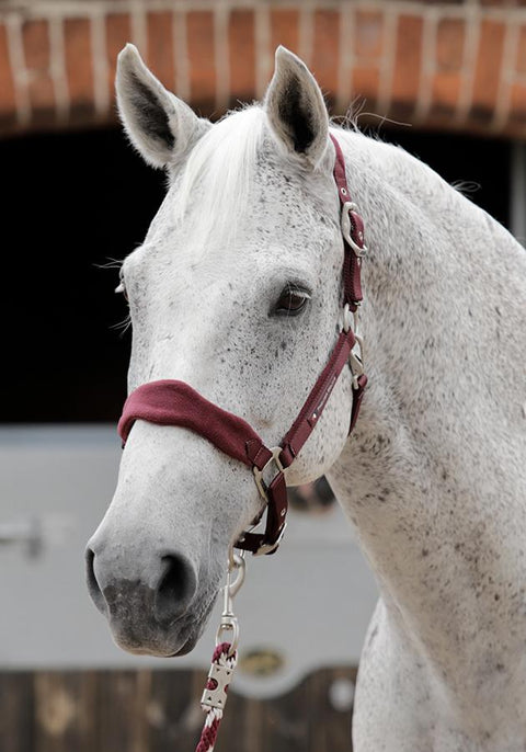 Premier Equine Fleece Padded Halter - EveryDay Equestrian